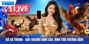 Đá Gà Thomo - Đấu Trường Đỉnh Cao, Rinh Tiền Thưởng Đậm