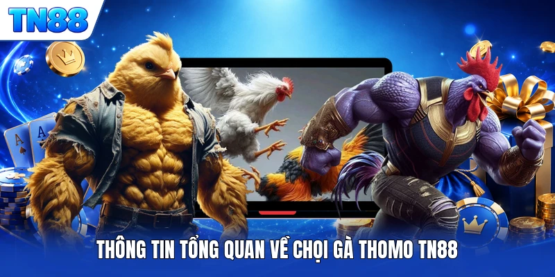 Thông tin tổng quan về chọi gà Thomo TN88